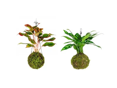 Obrázek produktu pro Gardners Set Kokedam Aglaonemy (L)