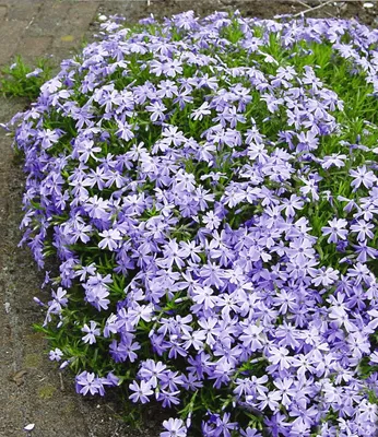 Produktbild von BALDUR Garten 3x Blauer Teppich-Phlox, Pflanzen im 9x9 cm-Topf, winterhart, Polsterphlox, Polster-Flammenblume, Polsterstauden, Teppichphlox, Phlox subulata, trockenresistent, bienenfreundlich