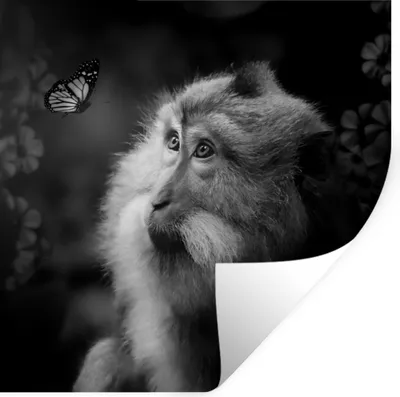 Produktbild von MuchoWow® Wandtattoo Wandsticker Wandaufkleber Schmetterling - Tiere - Affe - Schwarz - Weiß 80x80 cm Selbstklebend und Repositionierbar - Wierderverwendbar - Selbstklebend