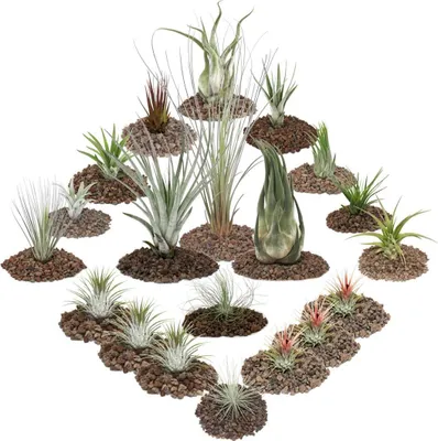 Produktbild von 1 Tillandsien Set mit 20 Pflanzen inclusive 3 XXL-Pflanzen