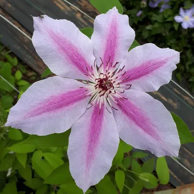 Obrázek produktu pro Clematis Nelly Moser 2L