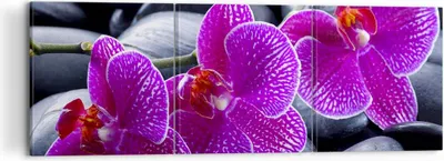 Produktbild von Bild auf Leinwand - Leinwandbild - Blumen Steine Violett Aromatherapie - 120x40cm - Wand Bild - Wanddeko - Leinwanddruck - Bilder - Kunstdruck - Leinwand bilder - Wandkunst - CA120x40-0440