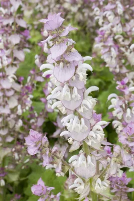 Zdjęcie produktu dla Salvia sclarea, Muskatellersalbei, aromatisch, ok. 11x11 cm Topf