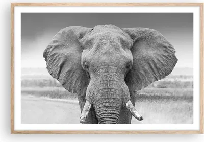 Produktbild von Gerahmtes Poster - Rahmen in heller Eiche - Elefant Afrika Tier - 91,5x61 cm - Wand Bild - Wanddeko - Wandbilder - Kunstposter - Wandposter - Bilderrahmen - Bilder - Kunstdruck - P2NAA91x61-5072
