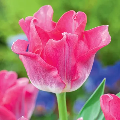 Immagine prodotto di Tulipani Bulbi Fiori Esclusivo Tulipano  della Dinastia 5 pz.