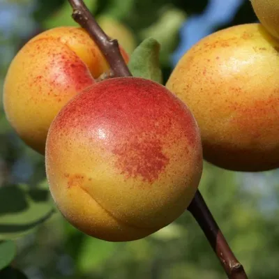 Close-up of three apricots on a branch.