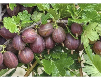 Obrázek produktu pro Angrešt červenýFloraSelfRibes uva-crispa 'Hinnonmäki' cca 40 cm květináč 3 l keř