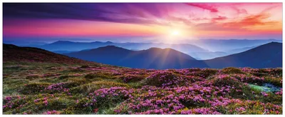 Produktbild von Wallario Wandbild aus Acryl, 200 x 80 cm, freischwebende Optik - Blumenbedeckte Wiese bei Sonnenuntergang