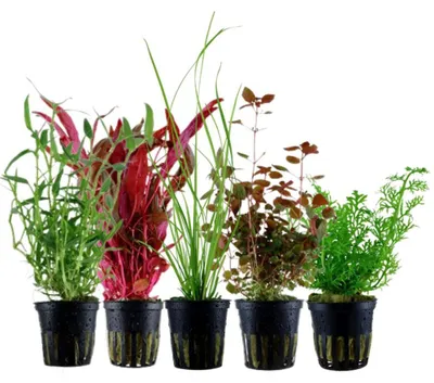 Produktbild von Pflanzen Set mit 5 Hintergrund Topf Aquarium Wasserpflanzen AquaOne Nr.118