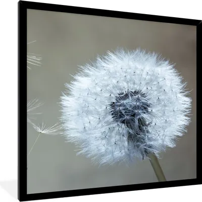 Produktbild von MuchoWow® Gerahmtes Poster Löwenzahn - Blume - Pflanze 40x40 cm - Poster mit Schwarzem Bilderrahmen Wandposter Rahmen Foto Bilder - Mit Rahmen - Wanddekoration Schlafzimmer