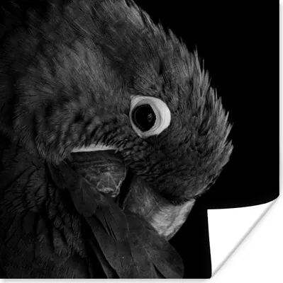 Produktbild von MuchoWow® Poster Nahaufnahme eines bunten Papagei - schwarz und weiß 50x50 cm - Wohnzimmerdekoration
