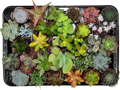 Produktbild von Zynesflora Mini Sukkulenten Mix im Ø 5.5 cm Pflanzentopf - 30 Stück - Succulenten Fettpflanzen Zimmerpflanze Kakteen Kaktus - Höhe: 5-10 cm