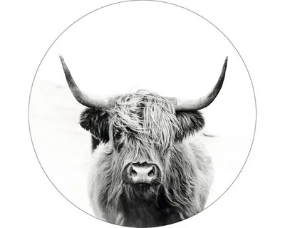 Produktbild von Glasbild Scottish Highland Cattle II GLR190 Ø 50 cm