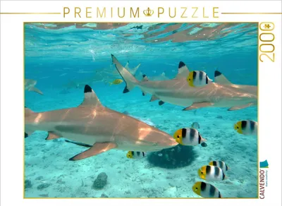 Produktbild von CALVENDO Puzzle Hai in Bora Bora Lagune 2000 Teile Puzzle quer | 2000 Teile Lege-Größe 90x67cm Foto-Puzzle für glückliche Stunden