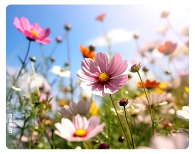 Produktbild von Mauspad mit Blumenwiese