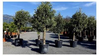 Produktbild von Olivenbaum Olive '20 Jahre' 170-180 cm, winterhart, Olea Europaea