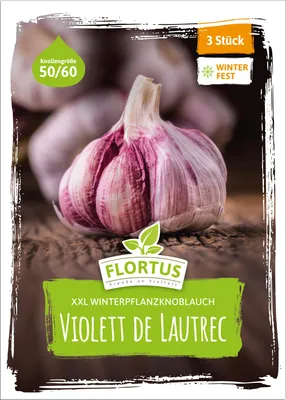 Artikelbild 2 von 'XXL Winterpflanzknoblauch Violett de Lautrec'