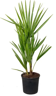Produktbild von Bloomique - Chamaerops Humilis - Europäische Zwergpalme - Palmen Winterhart Draußen - Höhe 50-60 cm - Topf 15 cm