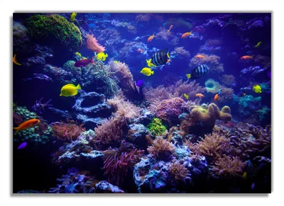 Produktbild von Wallario Premium Glasbild, freischwebende Optik, kräftige Farben, Größe 100 x 70 cm Motiv Farbenwelt unter Wasser