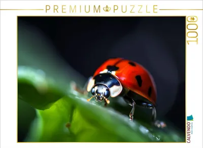 Produktbild von CALVENDO Puzzle Marienkäfer | 1000 Teile Lege-Größe 64x48cm Foto-Puzzle für glückliche Stunden