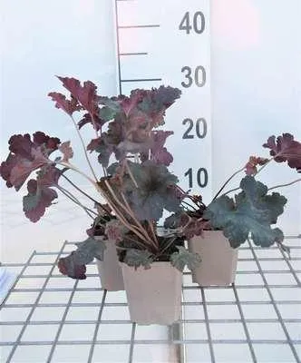 Produktbild von 6 x  Heuchera hybr. 'Stormy Seas' - Purpurglöckchen - Topf 9 x 9 cm