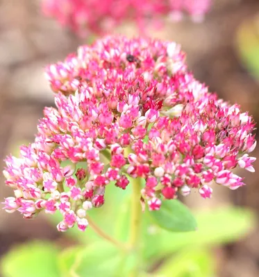 Obrázek produktu pro 3 trvalky Velký rozchodník Sedum Herbstfreude Telephium 9 x 9 cm květináč