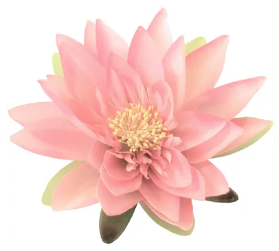 Produktbild von Seidenblume SEEROSE/Lotusblüte/Teichrose in ROSA