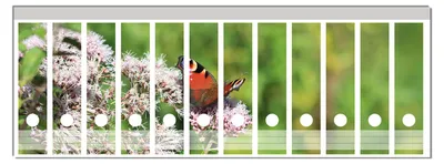 Produktbild von Wallario Ordnerrücken Sticker, selbstklebend für breite Ordner, 12 Stück, Motiv Schmetterling auf Blüte