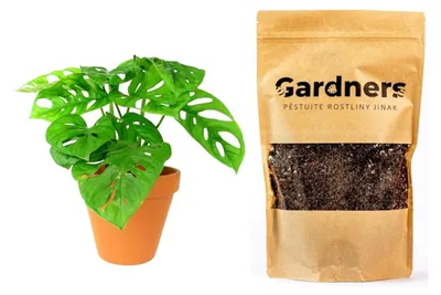 Produktbild von Gardners Set "Monstera adansonii Monkey Mask", Substrat, M