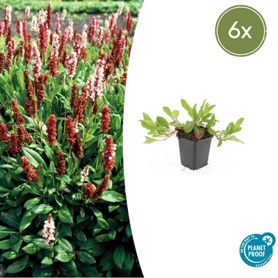 Image de Persicaria aff 'Darjeeling Red' | 6 pièces - 10-25cm - Ø9cm - Plante de jardin