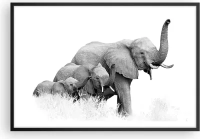Produktbild von Gerahmtes Poster - Schwarzer Rahmen - Elefanten Familie Schwarz und Weiß - 91,5x61 cm - Wand Bild - Wanddeko - Wandbilder - Kunstposter - Wandposter - Bilderrahmen - Bilder - P2BAA91x61-4374