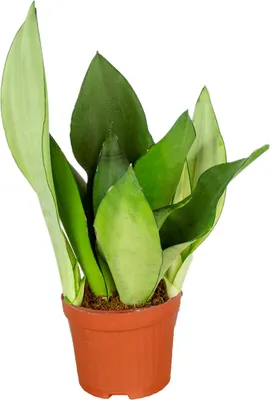 Zdjęcie produktu dla Bloomique - Sansevieria Moonshine - Język teściowej - Roślina doniczkowa - Oczyszczająca powietrze - Bardzo łatwa w pielęgnacji - Wysokość 30-40 cm - Doniczka 12 cm