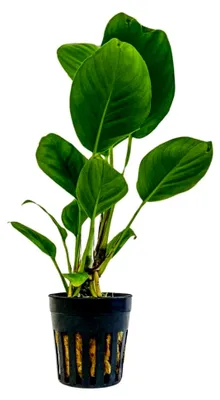 Produktbild von Anubias heterophylla Wasserpflanze für Aquarien - Wurzelstock/Rhizom voll durchwurzelt, pflegeleicht für Aquascaping