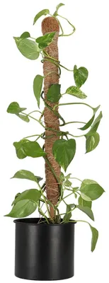 Produktbild von Esschert Design Pflanzstab Kokos S für den Innenbereich 75 cm
