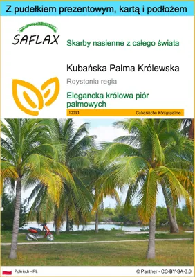 Zdjęcie produktu dla SAFLAX - Zestaw prezentowy - Kubańska Palma Królewska - 8 Nasiona - Z pudełkiem upominkowym, etykietą wysyłkową, kartą podarunkową i podłożem uprawowym - Roystonia regia