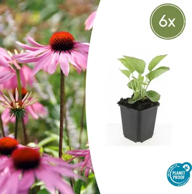Obrázok produktu pre Okrasná trvalka - Purpurová Jezera 'Magnus' - Kvetináč 9 cm - sada 6 rastlín