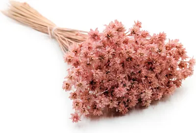 Produktbild von Hill Blume - Rosa