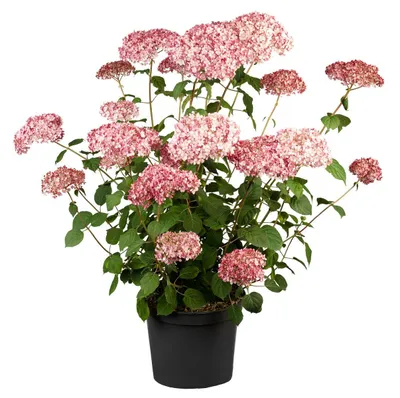 Produktbild von Hydrangea arborescens 'Pink Annabelle', rosa, 40–60 cm