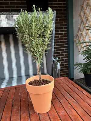 Produktbild von Rosmarin Mini-Stamm - Rosmarinus officinalis Stämmchen - 20cm+Krone