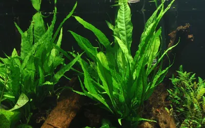 Produktbild von Aquarium Pflanze Microsorum pteropus Javafarn Wasserpflanzen Tropica Topf Nr.308