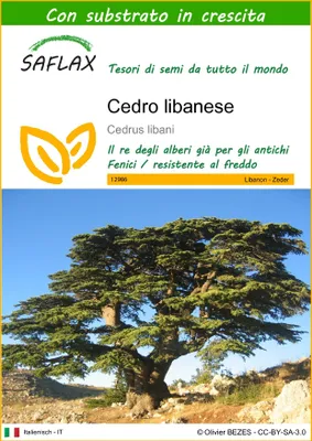 Immagine prodotto di SAFLAX - Cedro libanese - 20 semi - Con substrato - Cedrus