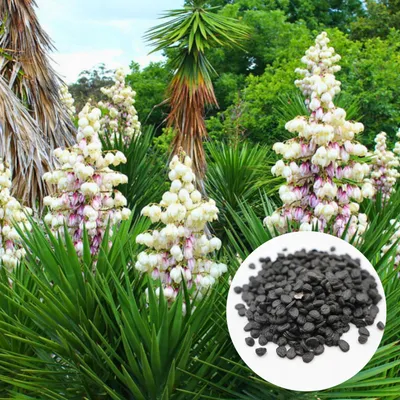 Zdjęcie produktu dla Nasiona Yucca Aloifolia - zestaw 5 sztuk - Nasiona roślin egzotycznych - Mrozoodporna - Juka aloesowa