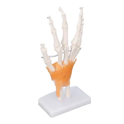 Image de Modèle de squelette de main,Modèle de main grandeur nature,Modèle de joint de main,Modèle d'os de main,Modèle de squelette de main humaine,Modèle de main anatomique
