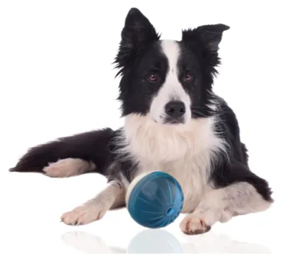 Produktbild von Rohrschneider Hundespielzeug | Futterball für Hunde | Leckerli Ball für Hunde | Hundezubehör