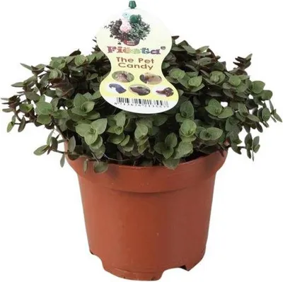 Obrázok produktu pre Plazivá krasná rastlina Callisia repens, izbová rastlina, Ø 12 cm, 17 cm