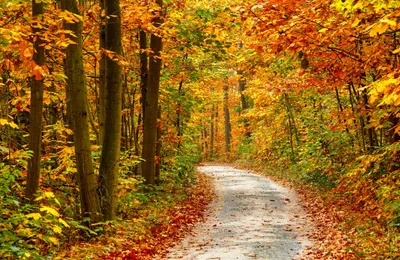 Produktbild von Papermoon VLIES Fototapete, Digitaldruck, Weg im bunten Herbstwald (360)
