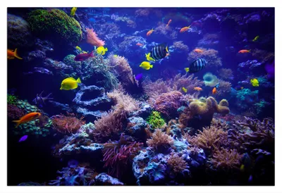 Produktbild von Wallario Wandbild aus Acryl, 90 x 60 cm, freischwebende Optik - Farbenwelt unter Wasser