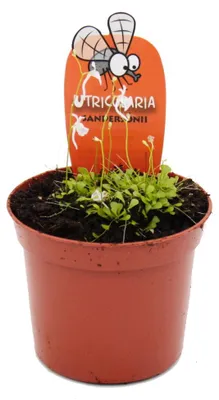 Image de Plante carnivore - Tuyau d'arrosage - Utricularia sandersonii - Pot de 9 cm - Espèce rare