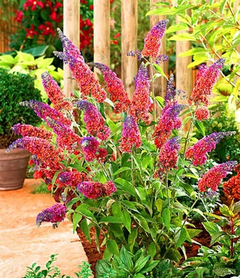 Produktbild von BALDUR Garten 1x Buddleia Sommerflieder Flower-Power Pflanze im 2 LiterTopf, Buddleja Hybride, winterharter Schmetterlingsstrauch, Zierstrauch mit atemberaubenden Farbspiel