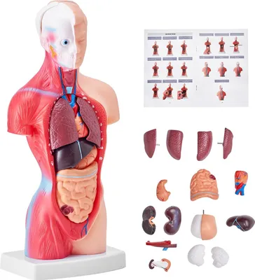 Immagine prodotto di VEVOR Modello anatomico umano, 15 parti, 28 cm, Modello anatomico del busto umano, Modello anatomico dello scheletro con organi rimovibili, Strumento didattico